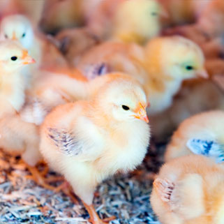 Ácido Hipocloroso en la Industria Avícola